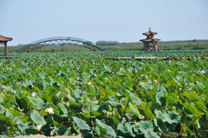 白洋淀赏荷戏水+冉庄钻地道休闲二日游