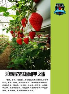 摘草莓大涂鸦放风筝